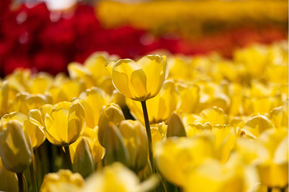 Tulpan 'Golden Apeldoorn'